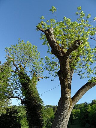 Die Doppelesche im Schloßpark Altenstein im Mai 2011 vor der Beimpfung mit Mykorrhiza