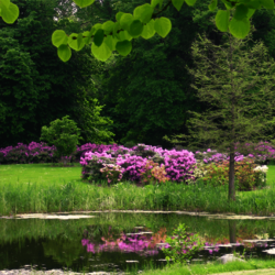 Modifizierung von Teich und Garten