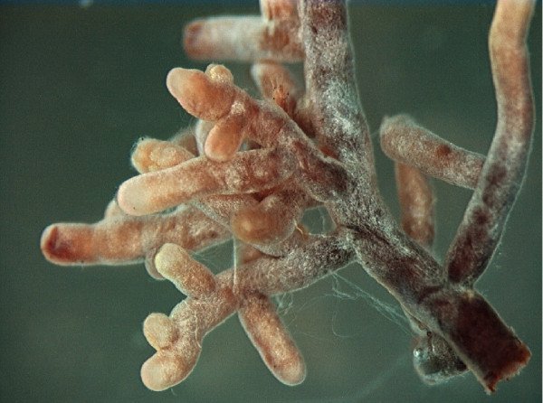 Mykorrhiza: Wurzelspitzen-Myzel des "Amanita"-Typs